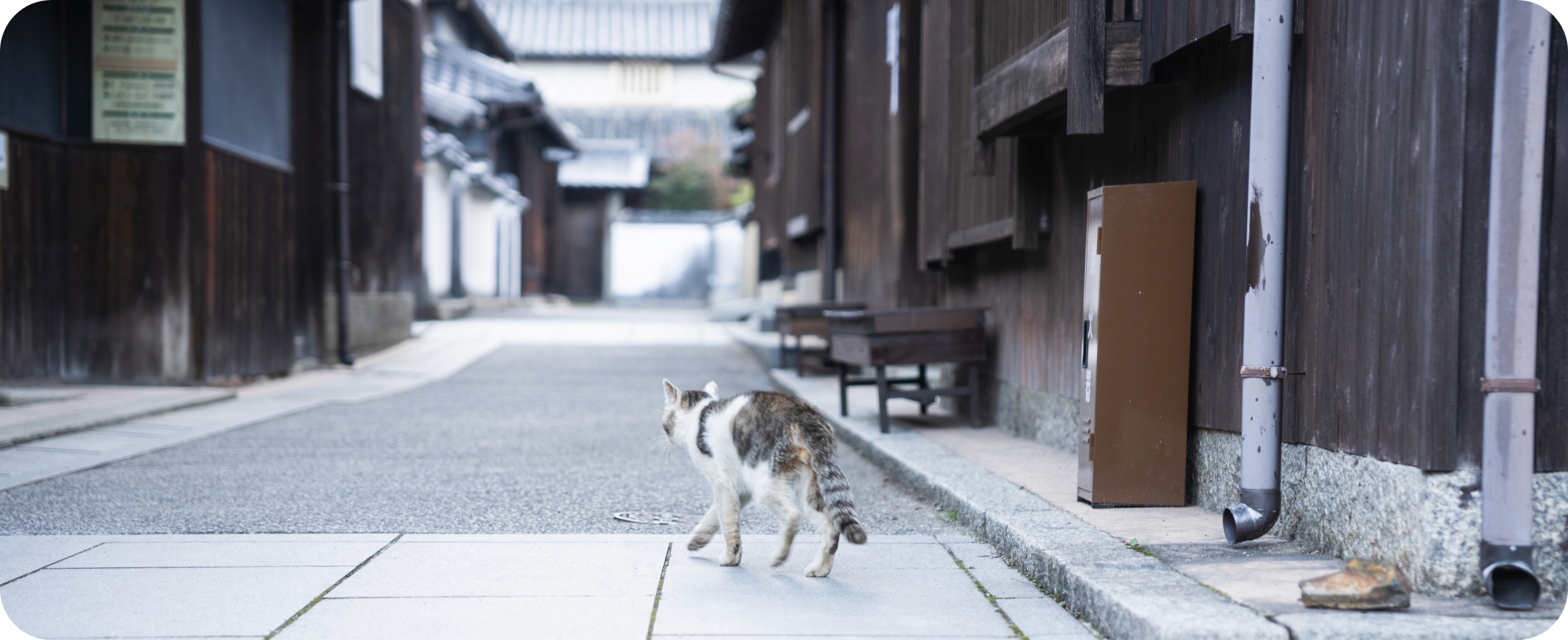 猫と街並み